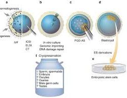 Child Custody – A New Twist: Who Gets Embryos In Divorce?