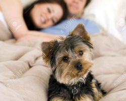 One More Thing to Think About: California Pets with Divorcing Owners Score Legal Win